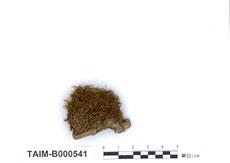 中文名：青毛蘚 (B000541)學名： em Dicranodontium denudatum (Brid.) Britt. /em 