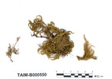 中文名：臺灣綠鋸蘚 (B000550)學名： em Duthiella formosana Nog. /em 