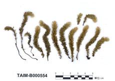 中文名：南亞美蕨蘚 (B000554)學名： em Endotrichella elegans (Doz. Et Molk.) Fleisch. /em 