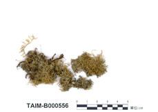 中文名：美喙蘚屬 (B000556)學名： em Eurhynchium asperisetum (C. Muell.) Tak. /em 