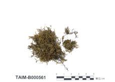 中文名：美喙蘚屬 (B000561)學名： em Eurhynchium rusciforme /em 
