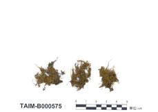 中文名：多枝蘚屬 (B000575)學名： em Haplohymenium submicrophyllum (Card.) Broth. /em 