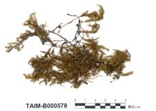 中文名：闊葉波葉蘚 (B000578)學名： em Himantocladium elegantulum Nog. /em 