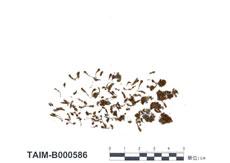 中文名：卷葉濕地蘚 (B000586)學名： em Hyophila involuta (Hook.) Jaeg. /em 