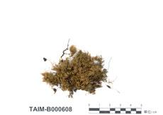中文名：异貓尾蘚 (B000608)學名： em Isothecium subdiversiforme Broth. var. filiforme Nog. /em 