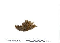 中文名：黃色白齒蘚 (B000609)學名： em Leucodon luteus Besch. /em 
