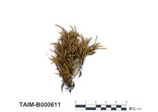 中文名：偏葉白齒蘚 (B000611)學名： em Leucodon secundus (Harv.) Mitt. /em 