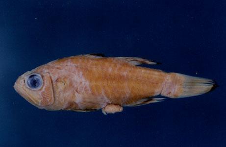 黑邊天竺鯛( em Apogon ellioti  /em )