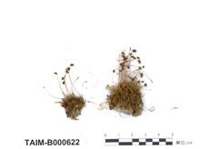 中文名：卷葉澤蘚 (B000622)學名： em Philonotis revoluta Bosch et Lac. /em 