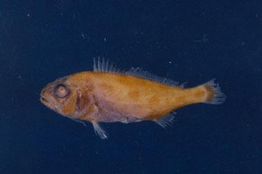 大頭白姑魚( em Pennahia macrocephalus  /em )