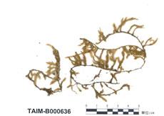 中文名：尖葉蔓蘚 (B000636)學名： em Meteorium miquelianum (C. Muell.) Fleisch. /em 