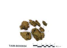 中文名：細葉澤蘚 (B000654)學名： em Philonotis thwaitesii Mitt. /em 