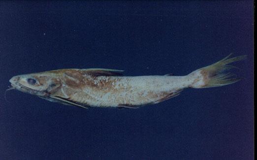 大海鲶( em Arius thalassinus  /em )