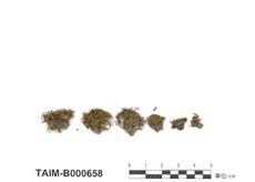 中文名：硬葉澤蘚 (B000658)學名： em Philonotis vitrea Herz. et Nog. /em 