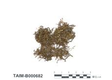 中文名：皺葉牛舌蘚 (B000682)學名： em Anomodon apiculatus Sull. /em 