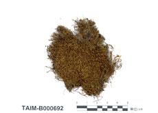 中文名：皺葉牛舌蘚 (B000692)學名： em Anomodon rugelii (C. Muell.) Keissl. Var. ferrugineus (Besch.) Iwatsuki. /em 