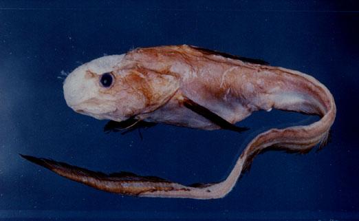 日本軟腕魚( em Ateleopus japonicus  /em )