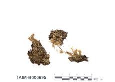 中文名：異枝皺蒴蘚 (B000695)學名： em Aulacomnium heterostichum (Hedw.) B.S.G. /em 