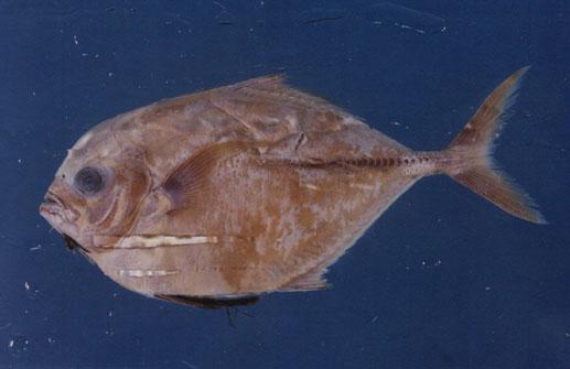 腹溝鰺( em Atropus atropos  /em )