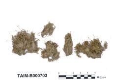 (B000703)學名： em Barbula tosaensis Broth. /em 