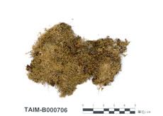 中文名：勃氏青蘚 (B000706)學名： em Brachythecium brotheri Par. /em 