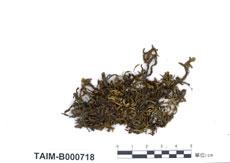 中文名：單齒蘚 (B000718)學名： em Dozya japonica Lac. /em 