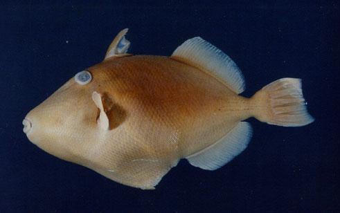 角鱗魨( em Melichthys vidua  /em )