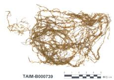 中文名：羽枝水蘚 (B000739)學名： em Fontinalis hypnoides Hartm. /em 
