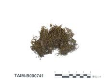 中文名：歐耳葉苔 (B000741)學名： em Frullania moniliata subsp. obscura Verdoorn. /em 