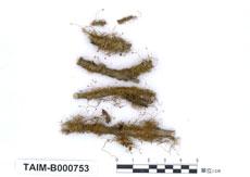 中文名：狹葉小羽蘚 (B000753)學名： em Haplocladium schwetschkeoides (Card.) Broth var. longisetum Noguchi /em 
