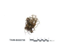 中文名：虎尾蘚 (B000758)學名： em Hedwigia ciliata (Hedw.) Ehrh. ex P. Beauv.  /em 