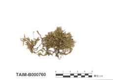 (B000760)學名： em Brachythecium helminthocladum Broth. et Par. /em 