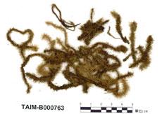 中文名：大熱澤蘚 (B000763)學名： em Breutelia arundinifolia (Duby) Fleisch. /em 