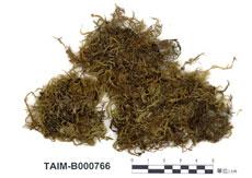 (B000766)學名： em Bryhnia trichomitria Dix. et Ther. /em 