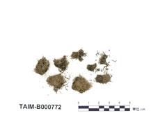 中文名：黃葉細濕蘚 (B000772)學名： em Campylium chrysophyllum (Brid.) J. Lange /em 