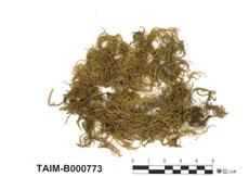 中文名：大濕原蘚 (B000773)學名： em Calliergonella cuspidata (Hedw.) Loeske /em 