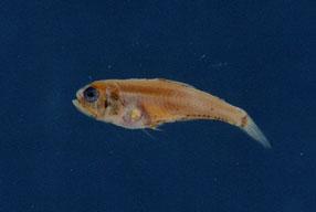 七星魚( em Benthosema pterotum  /em )