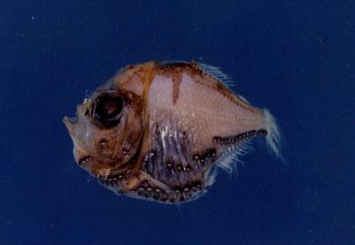 閃電燭光魚( em Polyipnus stereope  /em )