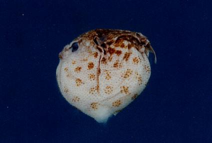 星斑叉鼻魨( em Arothron stellatus  /em )