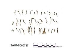 中文名：金髮蘚屬 (B000787)學名： em Pogonatum pygmaeum Card. /em 