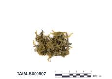 中文名：假懸蘚屬 (B000807)學名： em Pseudobarbella kiushiuensis (Broth.) Nog. /em 