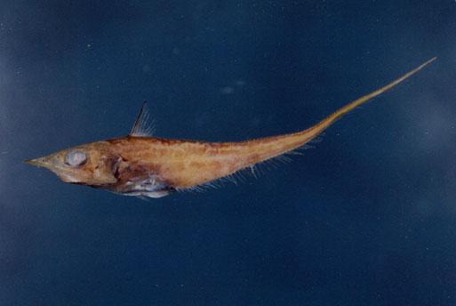 多棘鬚鱈( em Caelorinchus multispinulosus  /em )