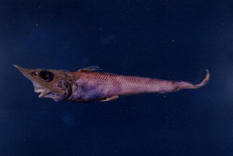 橫帶鬚鱈( em Caelorinchus cingulatus  /em )