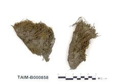 中文名：澤蘚 (B000858)學名： em Philonotis fontana (Hedw.) Brid. /em 
