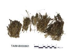 中文名：東亞金發蘚 (B000861)學名： em Pogonatum inflexum (Lindb.) Lac. /em 
