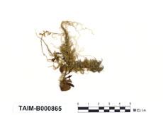 中文名：糙葉懸蘚 (B000865)學名： em Barbella asperifolia Card. /em 
