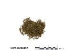中文名：長肋青蘚 (B000882)學名： em Brachythecium populeum (Hedw.) B. S. G. /em 