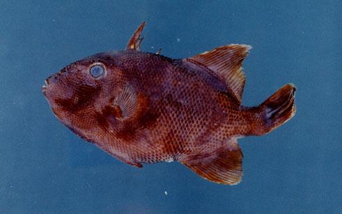 疣鱗魨( em Canthidermis maculatus  /em )