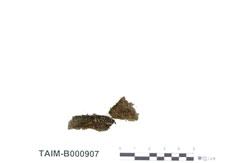 (B000907)學名： em Bryum radiculosum Brid. /em 