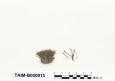 中文名：扭柄蘚 (B000913)學名： em Campylopodium euphorocladum (C. Muell.) Besch. /em 